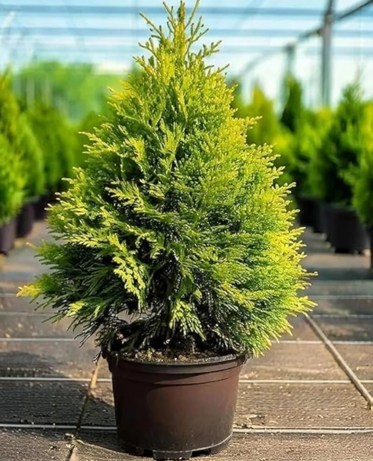 Greenery Oriental Thuja Plant - Image 3
