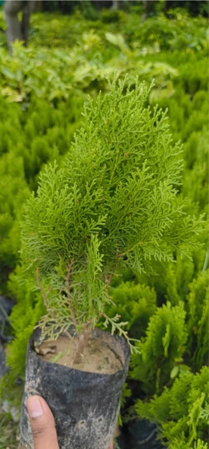 Greenery Oriental Thuja Plant - Image 2