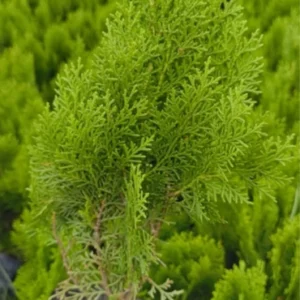 Greenery Oriental Thuja Plant